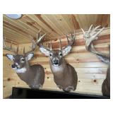 15pt Whitetail Shoulder Mount