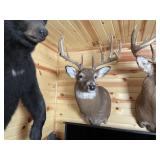 13pt Whitetail Shoulder Mount