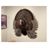 Turkey Fan Mount.