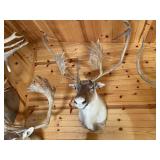 Caribou Shoulder Mount