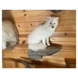 Arctic Wolf Full Body Mount on Rock