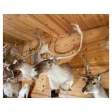 Caribou Shoulder Mount