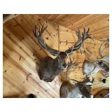 Large Red Stag Shoulder Mount