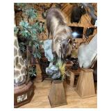 Himalayan Tahr Full Body Mount on Pedistool