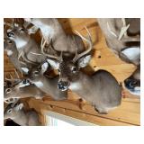 8pt Whitetail Shoulder Mount