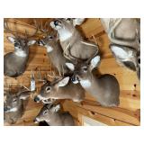 8pt Whitetail Shoulder Mount