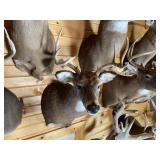 9pt Whitetail Shoulder Mount