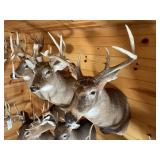 6pt Whitetail Shoulder Mount