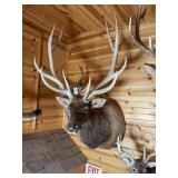 6 x 6 Bull Elk Shoulder Mount