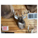 15pt Whitetail Shoulder Mount