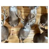 9pt Whitetail Shoulder Mount