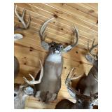 11pt Whitetail Shoulder Mount