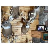 9pt Whitetail Shoulder Mount