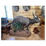 African Nyala Full Body Mount on Base