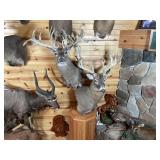 (2) Non-typical Whitetail Shoulder Mounts