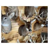 8pt Whitetail Shoulder Mount