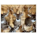 8pt Whitetail Shoulder Mount