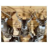8pt Whitetail Shoulder Mount