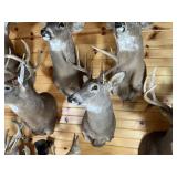 8pt Whitetail Shoulder Mount