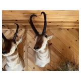 Pronghorn Shoulder Mount