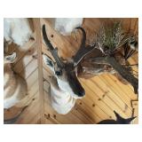 Pronghorn Shoulder Mount