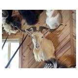 Catalina Goat Shoulder Mount