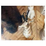 Pronghorn Shoulder Mount