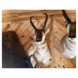 Pronghorn Shoulder Mount