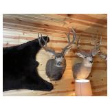 5 x 5 Mule Deer Shoulder Mount