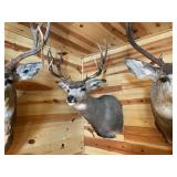 5 x 5 Mule Deer Shoulder Mount