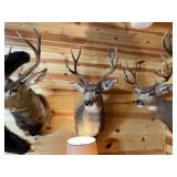 4 x 4 Mule Deer Shoulder Mount