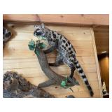 African Civet Cat Full Body Mount on Wood