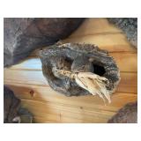 (2) Squirrel Mount