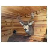 4 x 5 Mule Deer Shoulder Mount