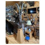 African Black Sable Shoulder Mount on Pedistool