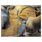 5 x 5 Mule Deer Shoulder Mount