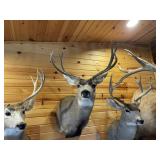 3 x 4 Mule Deer Shoulder Mount
