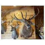 8 x 7 Bull Elk Shoulder Mount