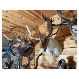 Caribou Shoulder Mount