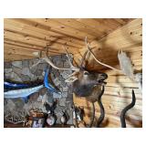 6 x 7 Bull Elk Shoulder Mount
