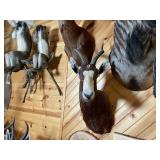 African Blesbok Shoulder Mount