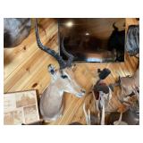 African Impala Shoulder Mount