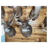 Non-Typical Whitetail Shoulder Mount