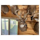 Heavy Horned Whitetail Shoulder Mount