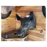 Wild Boar Shoulder Mount