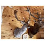 Fallow Deer Shoulder Mount