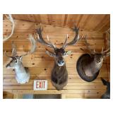 7 x 8 Red Stag Shoulder Mount