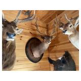 Chocolate Fallow Deer Shoulder Mount