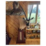African Gemsbok Oryx Gazelle Shoulder Mount