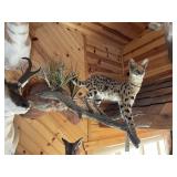 African Serval Full Body Mount on Wood